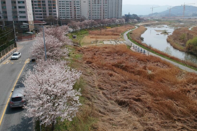 2018.03.31. 벚꽃, 시작