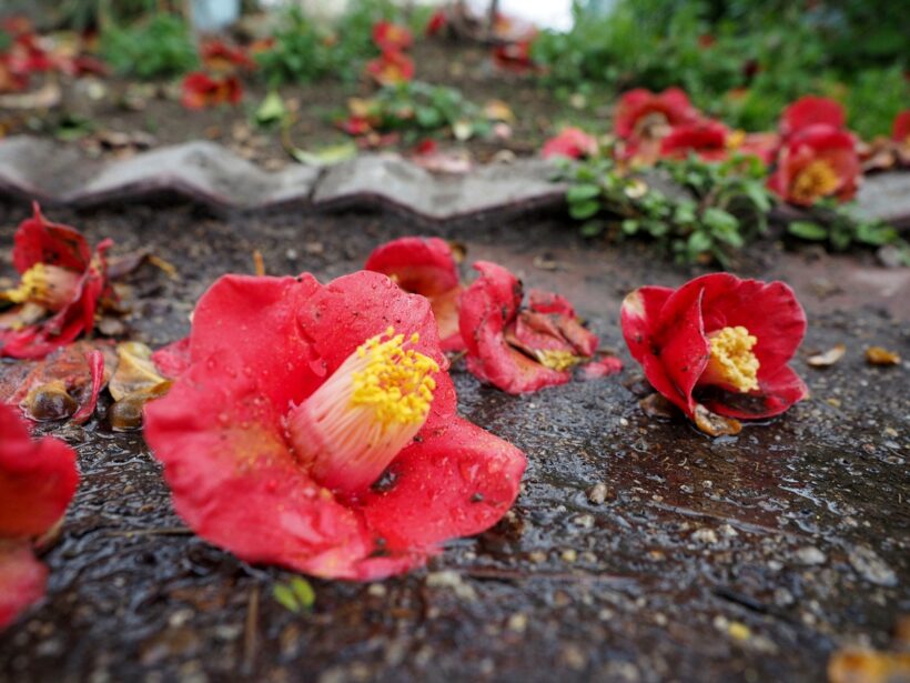 2018.04.04. 떨어진 꽃들.