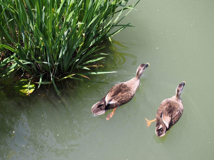 2018.05.09. 덕진연못의 오리들