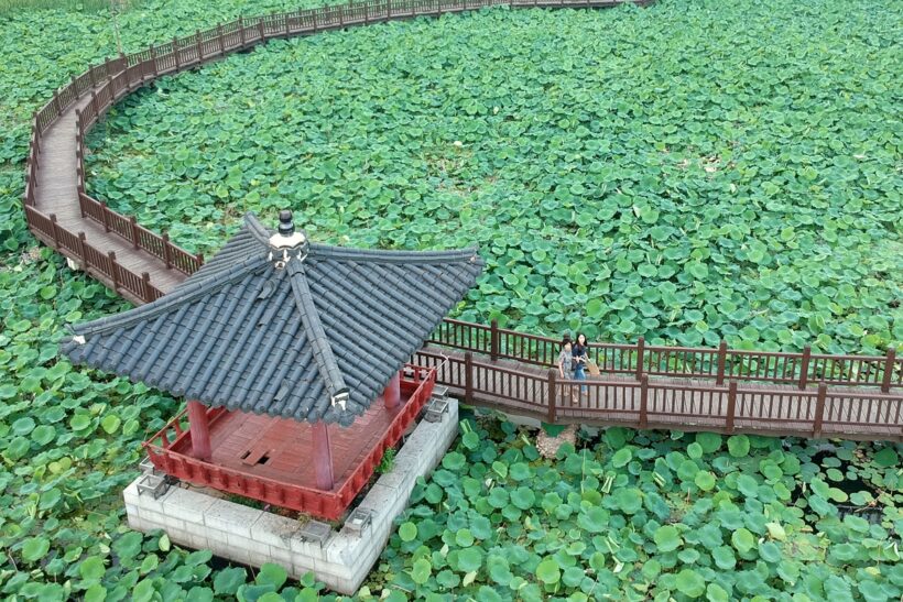 2018.06.14. 단오 무렵의 덕진공원.