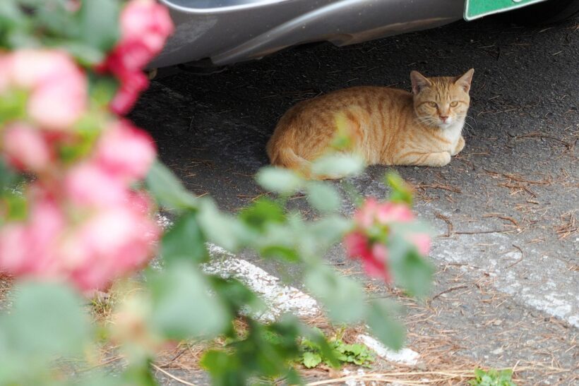 2018.06.06. 고양이를 많이 만난 날