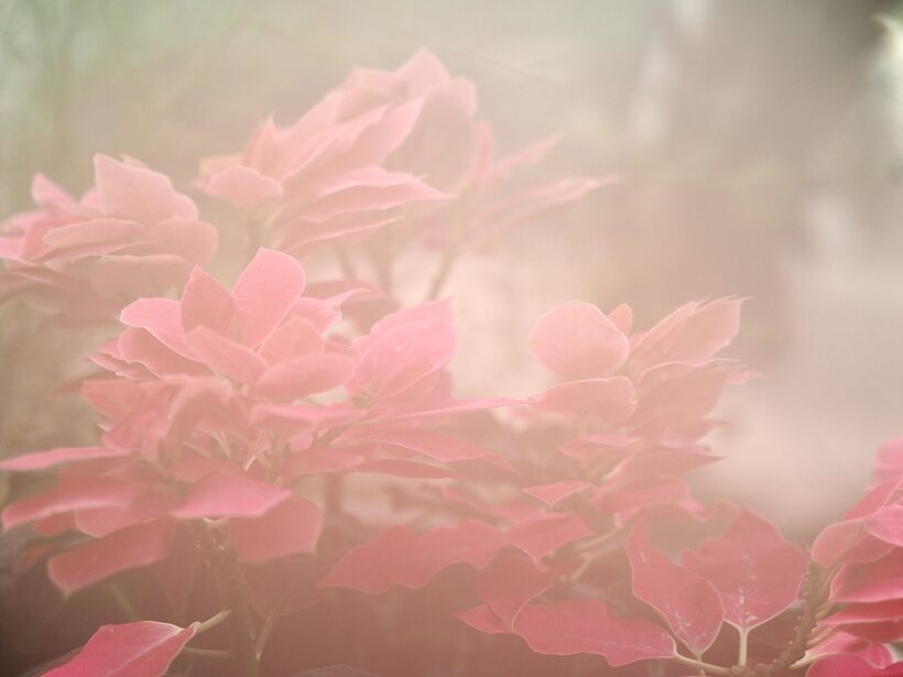 2019.02.09. 서울식물원과 뿌연 렌즈들