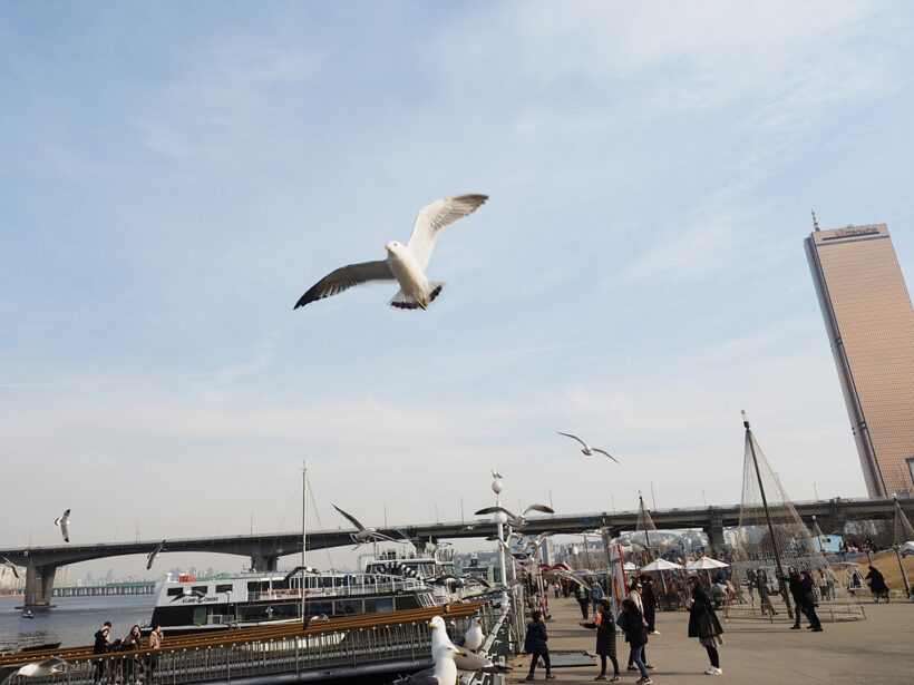 2019.03.09. 한강 갈매기