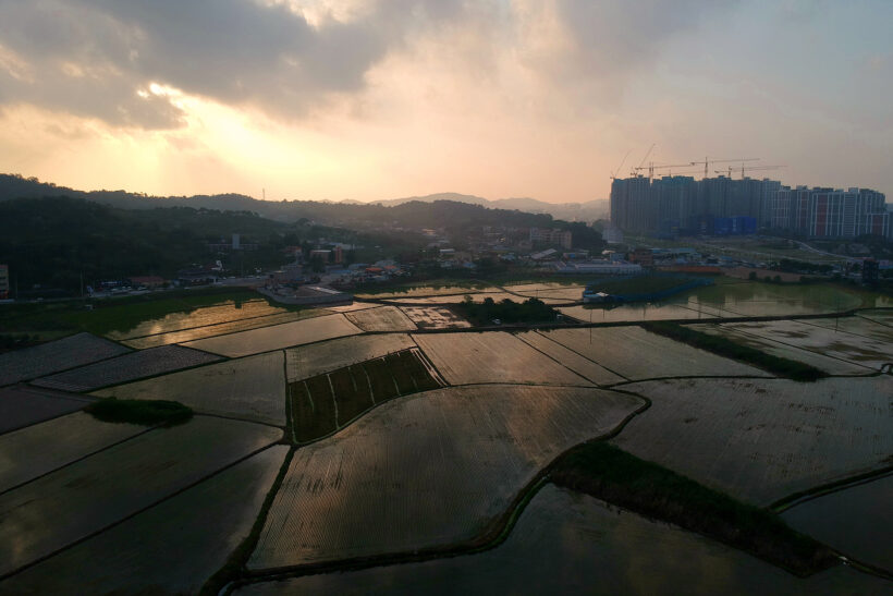 2019.06.15. 들판에 녹색이 들어차는 때