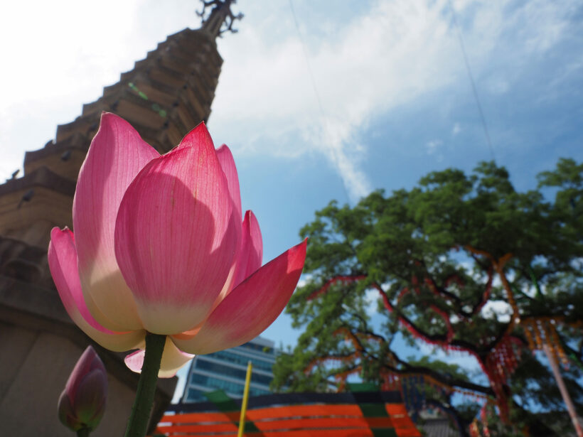 서울 도심 한복판에서 연꽃 향기를 맡다 @조계사 연꽃축제