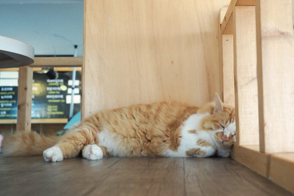 잠을 자는 노란 고양이.