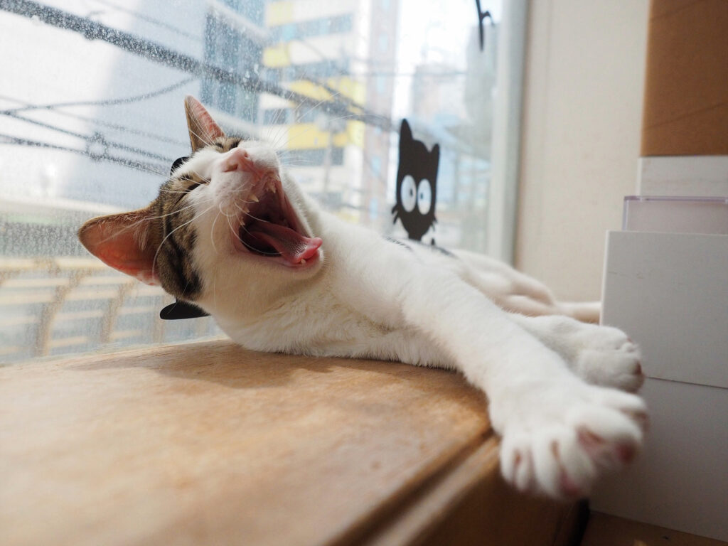 창틀에 누워 하품하는 고양이.