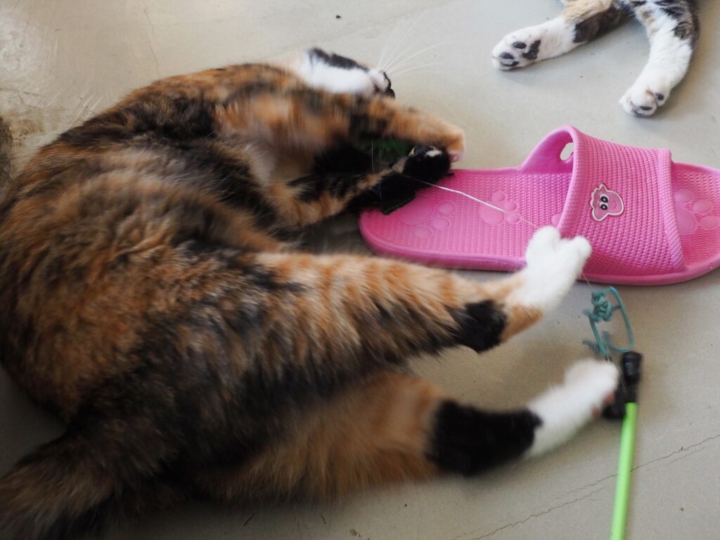 3색 얼룩 고양이가 장난감을 가지고 놀고 있다.