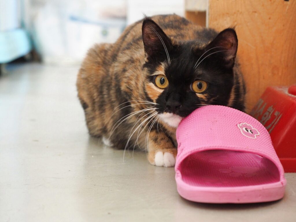 3색 얼룩 고양이가 몸을 낮추고 이쪽을 바라보고 있다.