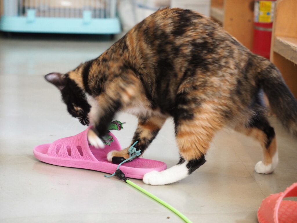 3색 얼룩고양이가 나비 장난감을 사냥하고 있다.