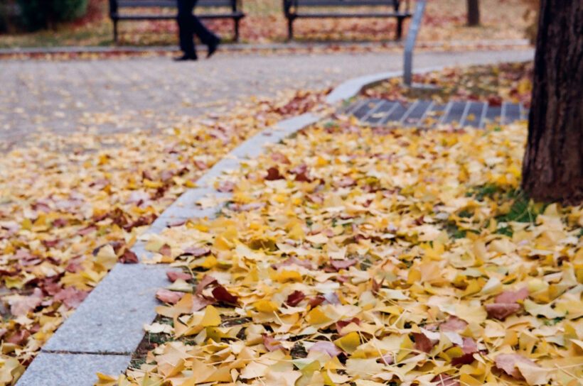 프레임만 준비하시고, 쏘세요. /w Zeiss Ikon Contessa LKE