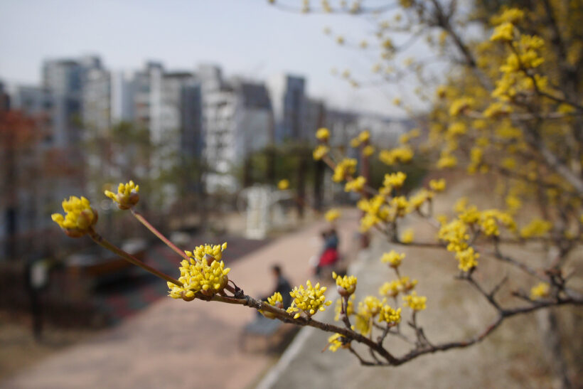 그래도 봄은 온다.