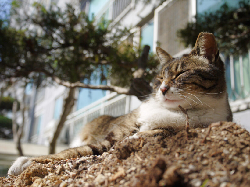 [여기에 길고양이 사진을 입력]