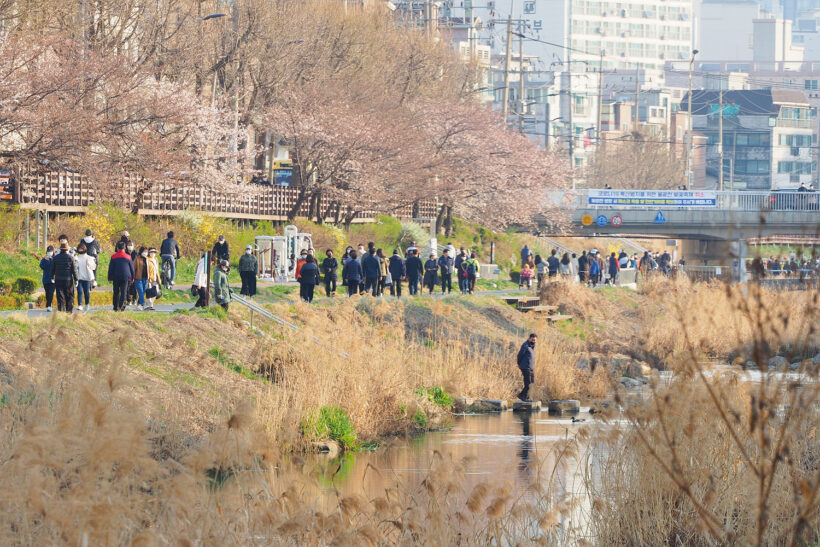 사람과 사람, 그 사이 적당한 거리란 @불광천 벚꽃길
