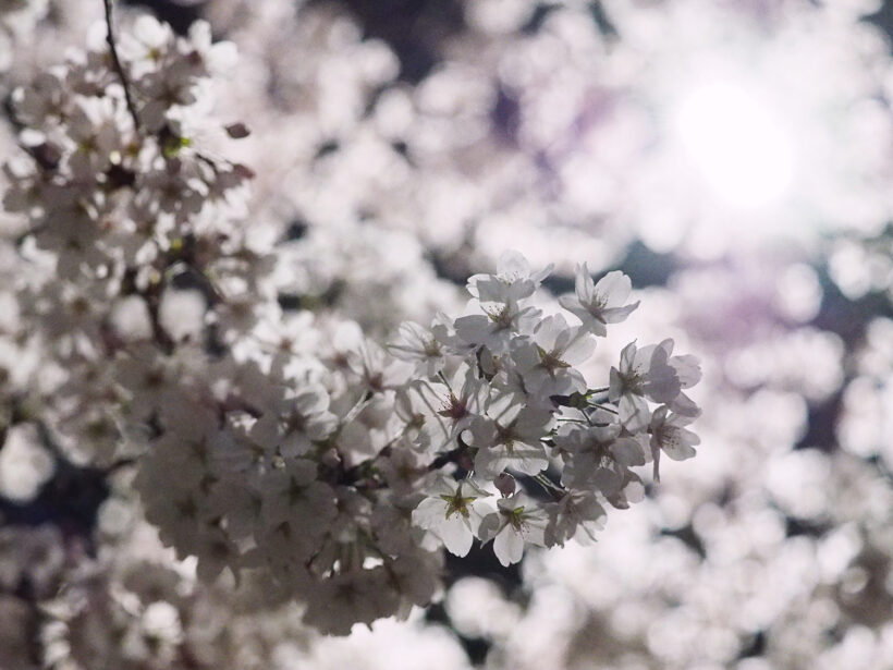 기다려라, 그리고 희망을 가져라. @불광천 벚꽃길