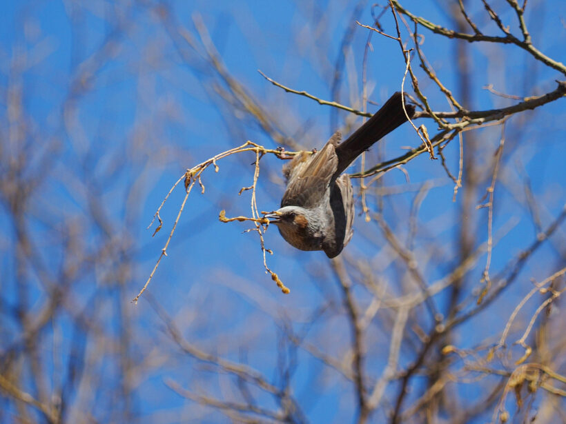 망원 렌즈로 할 수 있는 재미있는 일: 새 사진 찍기 /w 올림푸스 40-150 pro