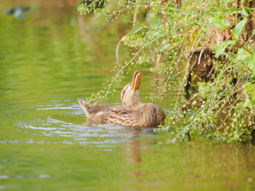 불광천 애기오리 관찰기 두 번째. /w 올림푸스 40-150 pro