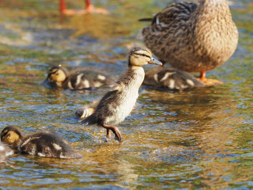 불광천 애기오리 관찰기 /w 올림푸스 40-150 pro