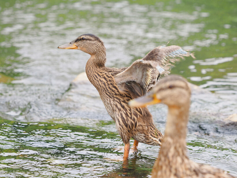 불광천 애기오리 관찰기 세 번째. /w 올림푸스 40-150 pro