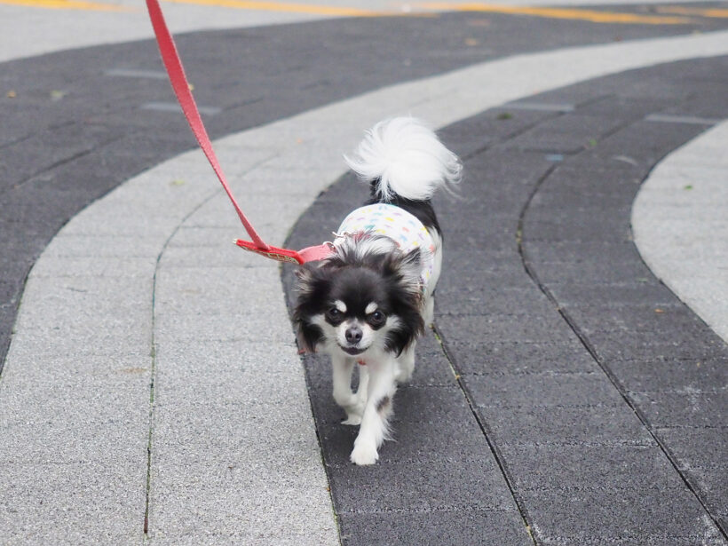 레이트어답터의 E-m1mk2 첫인상. /w 조카