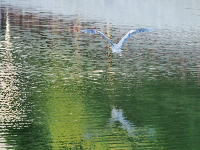 기약 없는 어떤 시대의 산책 @서울 불광천
