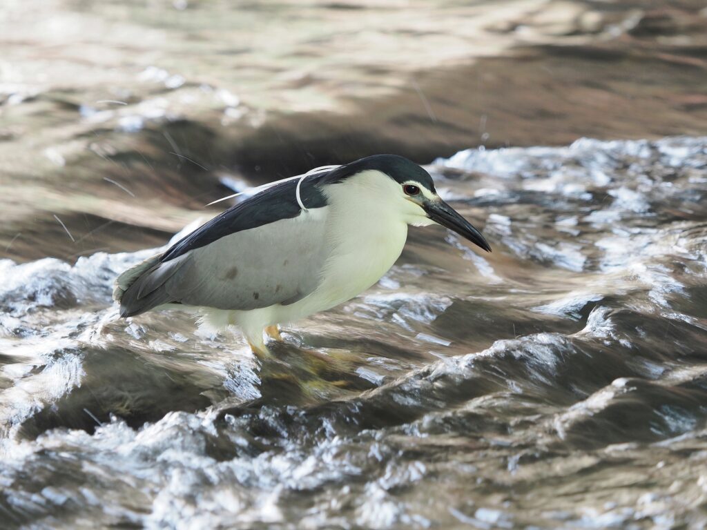 흐르는 물에 발을 담근 채 가만히 서 있는 해오라기.