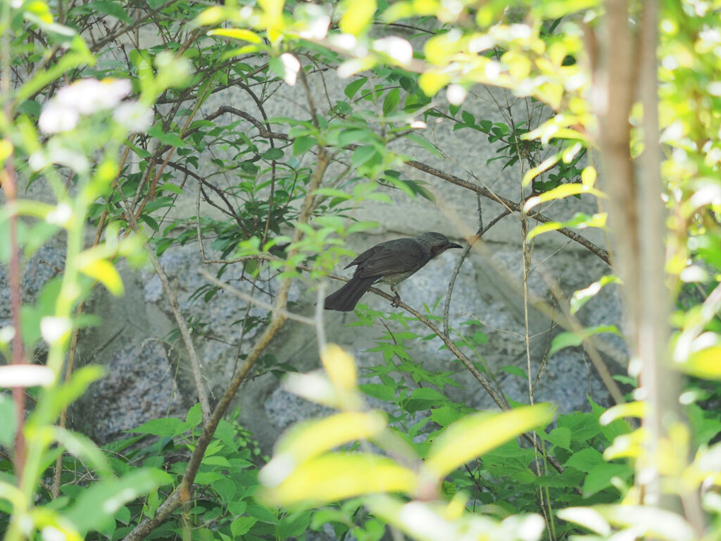 나뭇가지 위에 앉아 있는 직박구리.