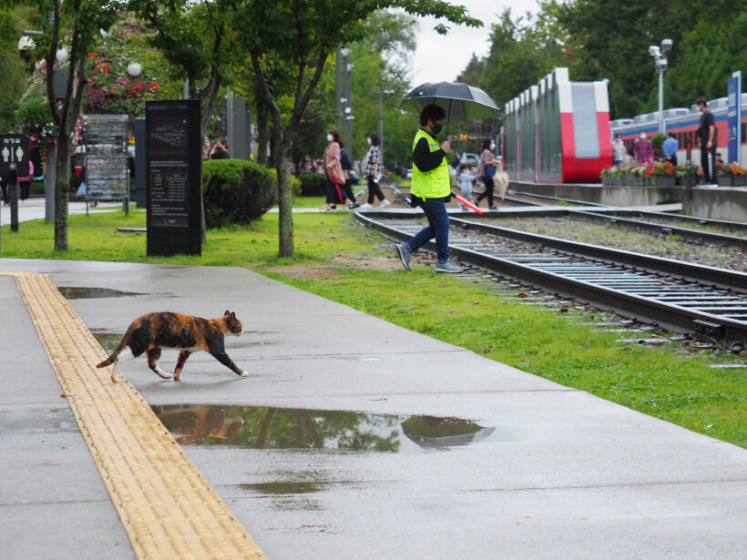 비 오는 날이면 간이역에 가야 한다 @서울 경춘선 숲길&화랑대역
