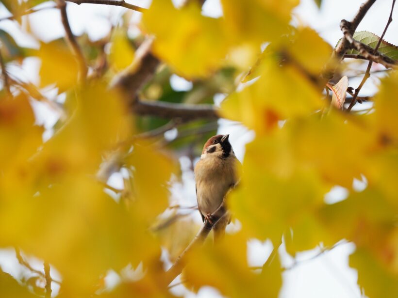 이천이십일년 가을, 시월을 배웅함 @서울 불광천