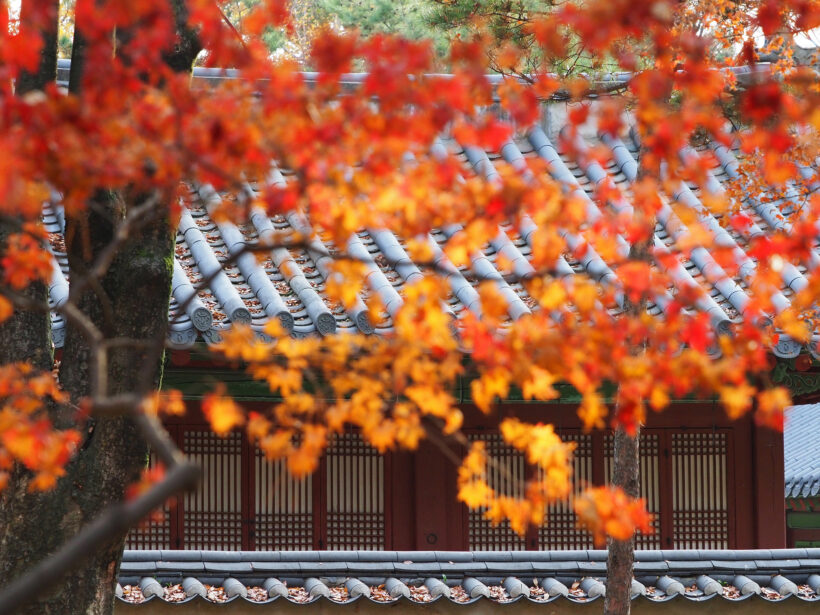 단풍? 낙엽? 암튼 감사합니다? @서울 창경궁, 운현궁, 경복궁