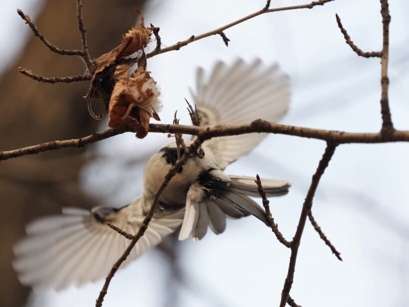 도시탐조, 일상 속에서 작은 관심을 나눠보기 @서서울호수공원