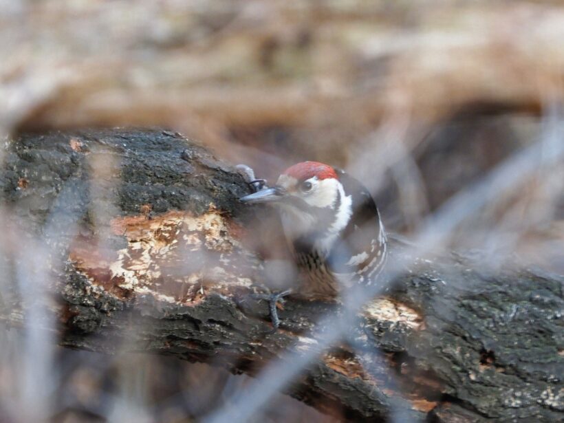[도시탐조] 새를 보려거든 새길보단 샛길로 @서울 봉산