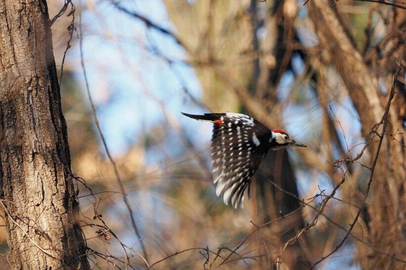 [도시탐조] 등잔 밑은 늘 어둡다 @신사근린공원 (딱따구리 편)