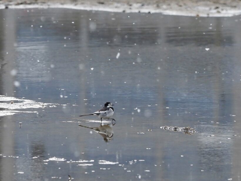 3월, 겨울의 어제, 봄의 내일, 그리고 제자리 찾기