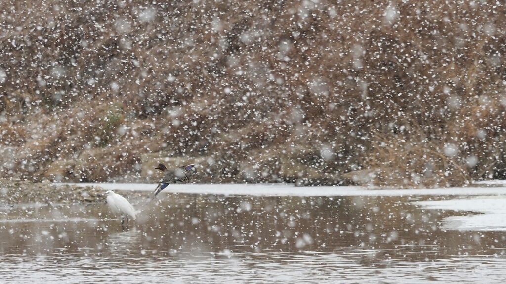 눈이 펑펑 쏟아지는 전주 삼천. 백로 한 마리, 그리고 날고 있는 쇠오리 한 마리가 보인다.