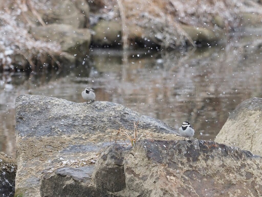 눈이 내리는 가운데 바위 위에 앉아 있는 백할미새 두 마리.