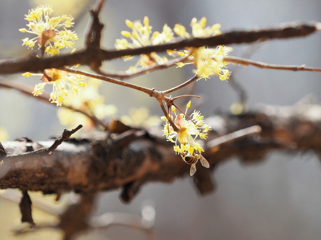 노란 산수유꽃이 몇 송이 피었다. 벌 한 마리가 그 중 하나에 거꾸로 매달린 채 꿀을 찾고 있다.