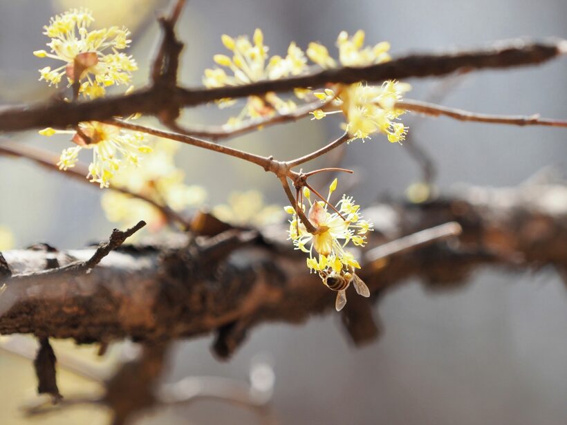 3월의 끝, 순리는 불편하고 상식은 어렵구나 @서울 불광천, 신사근린공원
