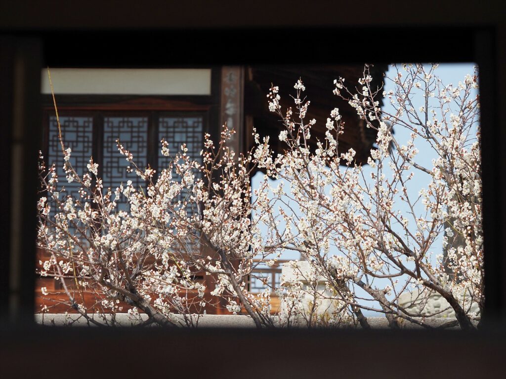 역광에서 까맣게 표현된 창덕궁 건물이 화면을 틀처럼 감싸고 있는 가운데, 안쪽에는 흰 매화가 피어 있다.