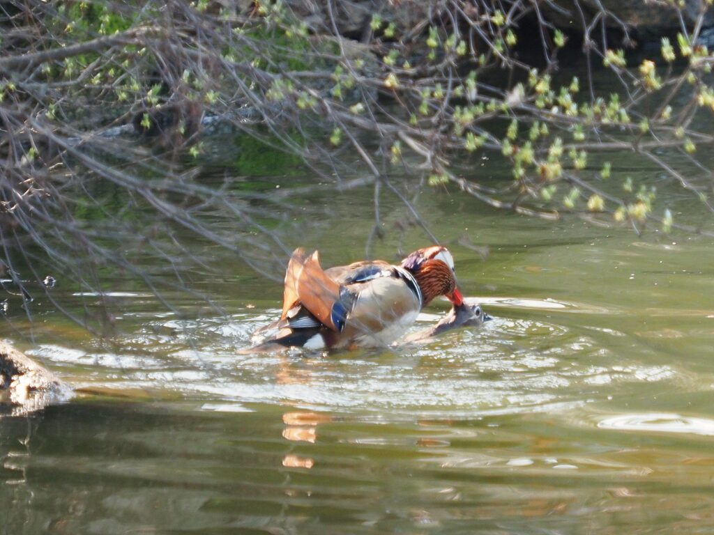 연못에서 수컷 원앙이 암컷 위에 올라타 있다.