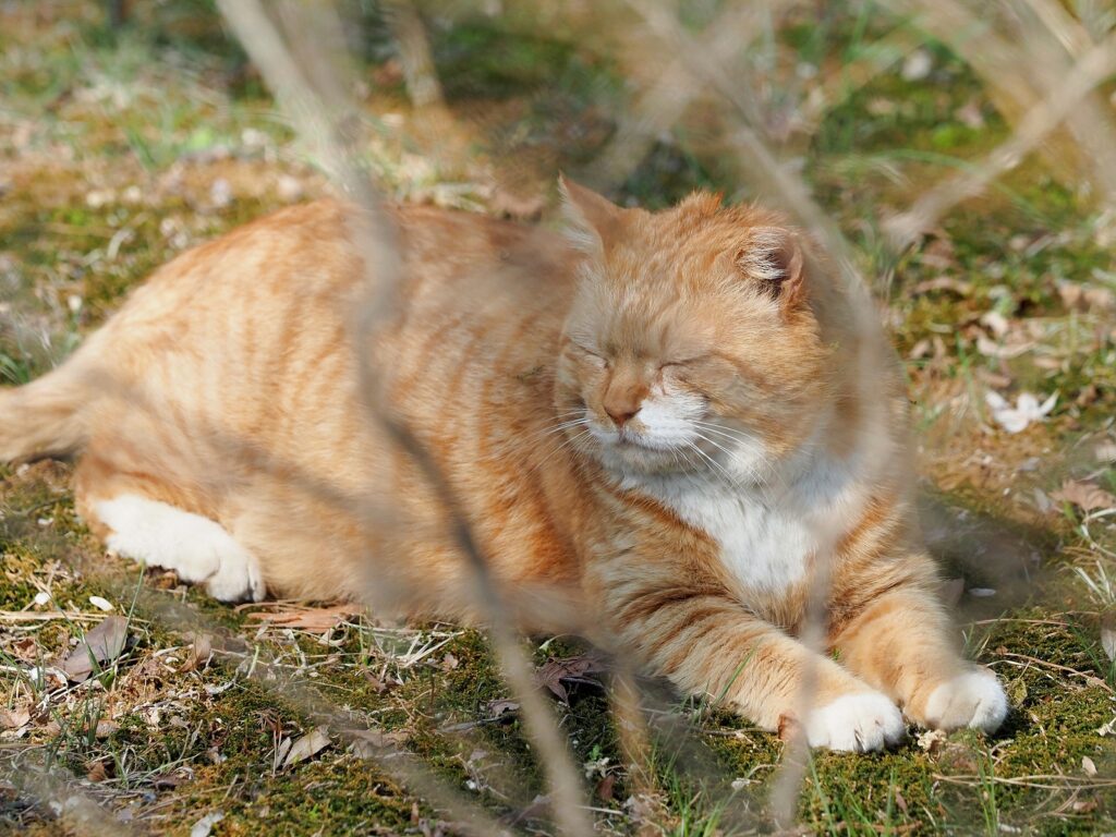 등 쪽이 노랗고 얼굴과 배 쪽은 하얀 고양이 한 마리가 졸고 있다.