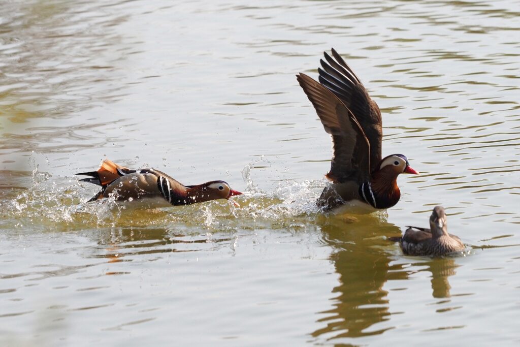 연못에서 수컷 원앙 두 마리가 서로 쫓고 쫓기는 모습.