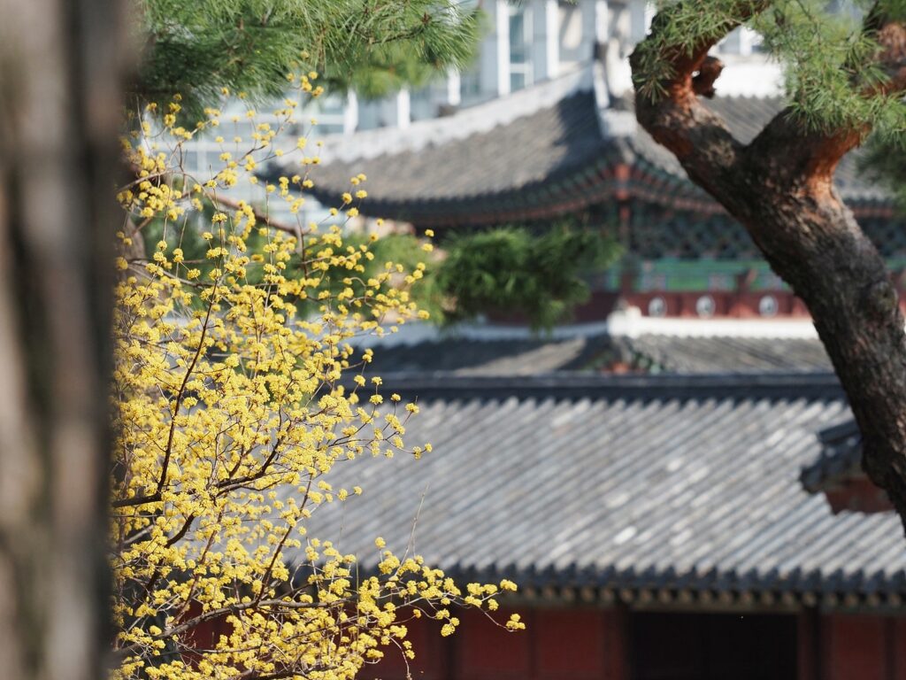 창경궁 건물 기와지붕이 보이고, 그 앞에 노란 산수유꽃이 겹쳐 있다.