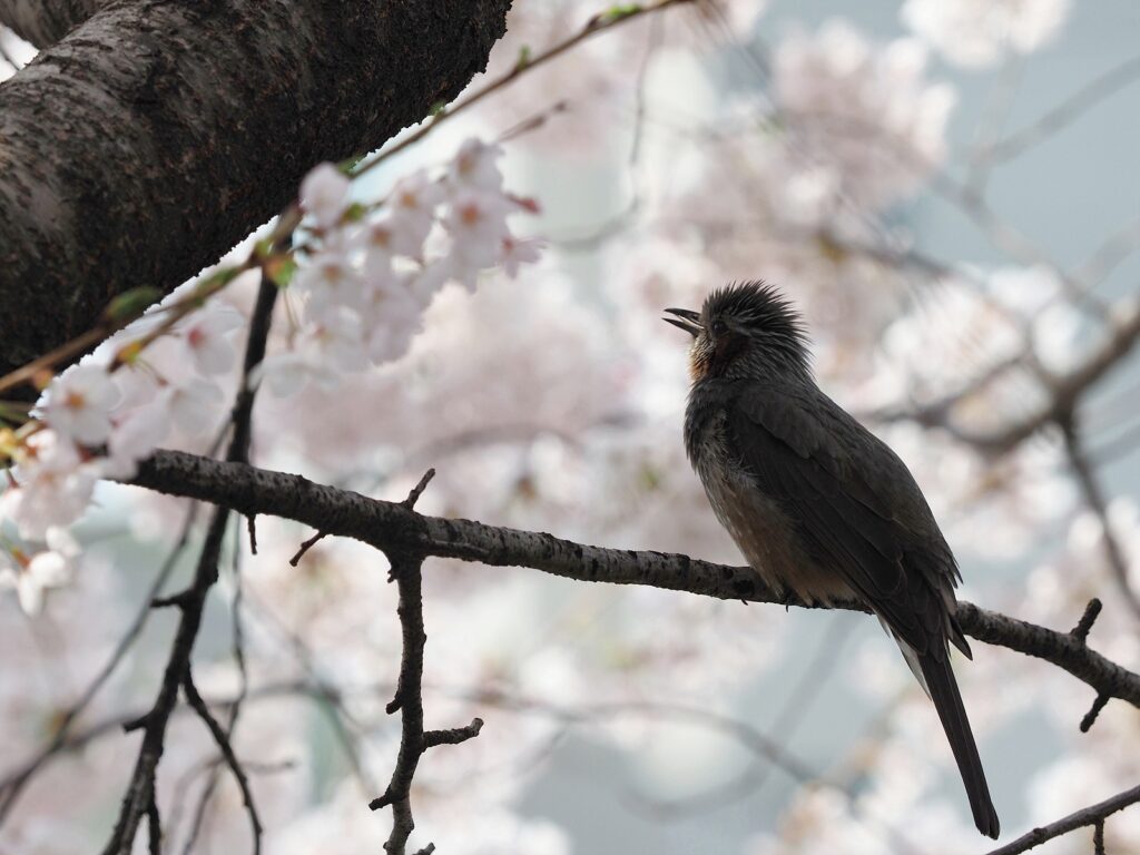 벚꽃이 피어 있는 가운데 나뭇가지에 앉아 있는 직박구리.