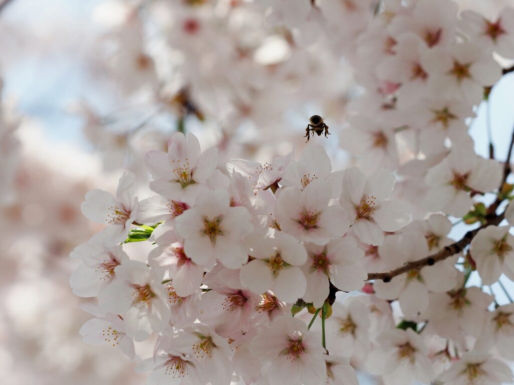 벚꽃이 만개해 있다. 벌 한 마리가 꽃송이 사이를 날고 있다.