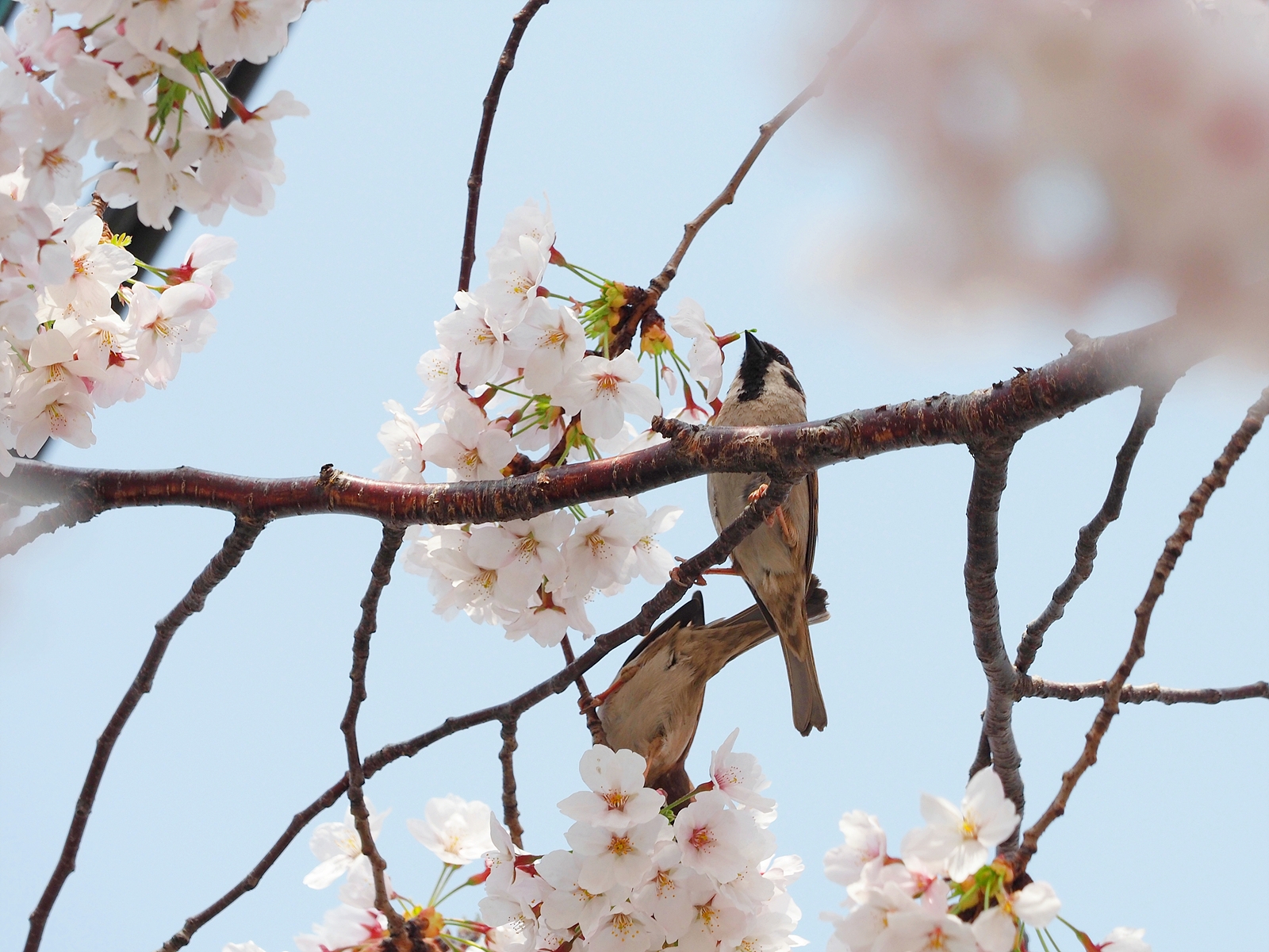 벚꽃이 피어 있는 가운데 나뭇가지에 앉아 있는 참새.
