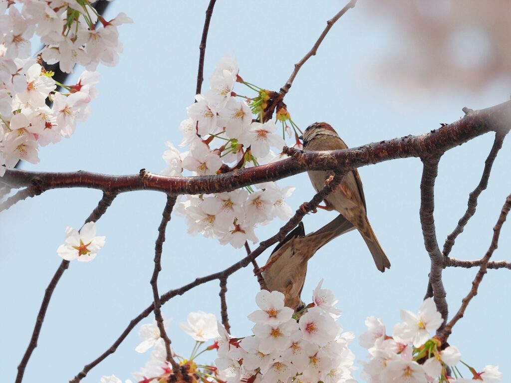 벚꽃이 피어 있는 가운데 나뭇가지에 앉아 있는 참새.
