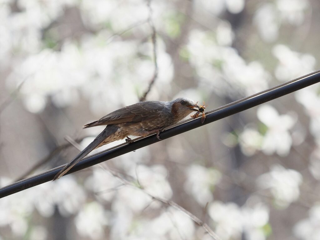 나뭇가지 위에 앉아 있는 직박구리. 부리에 말벌로 보이는 무언가를 물고 있다.