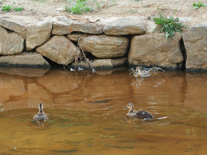 내 차례가 결국 돌아왔고, 일주일이 지났다 /w 코로나19
