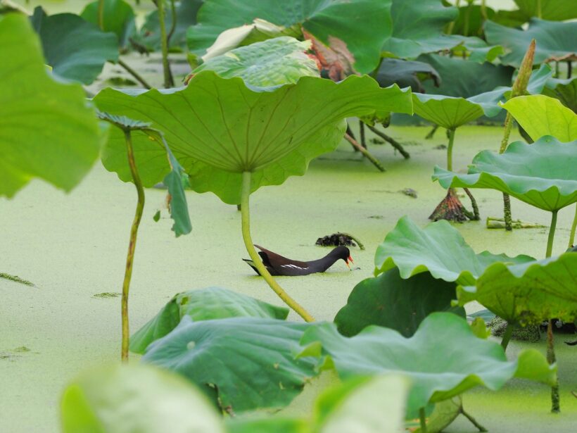 7월, 우리 연이 닿는 데까지 @시흥 연꽃테마파크